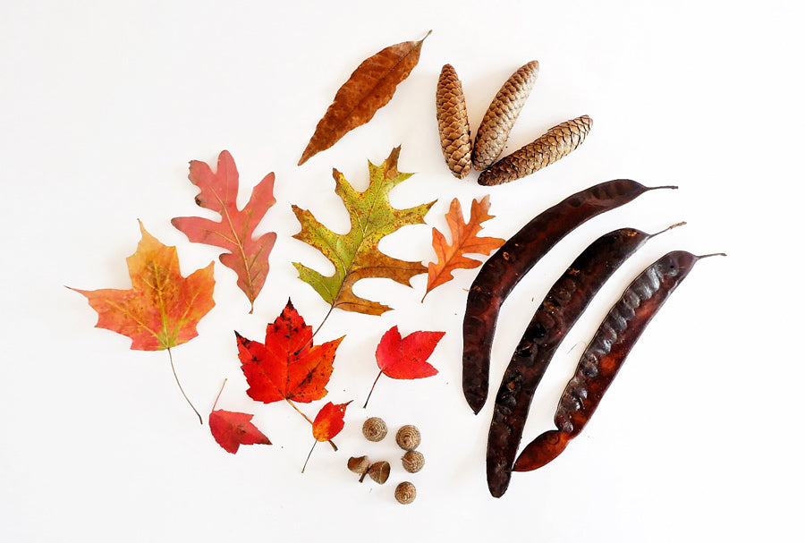Collection of fall leaves and seeds used for fall crafting